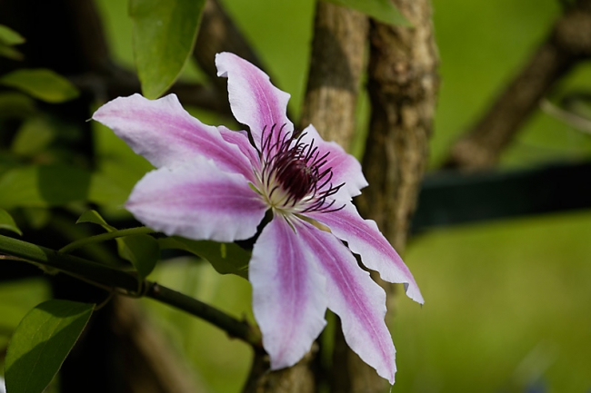 Jardin des Impressionnistes-MAI14-076